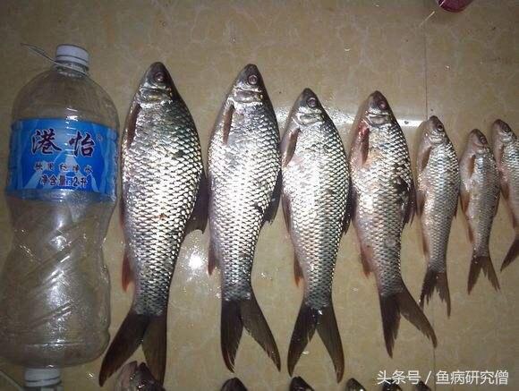 夏季鱼塘鲮鱼死亡原因分析及应对策略