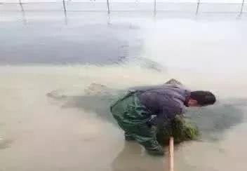 蟹塘夏季水位管理的重要性及其策略