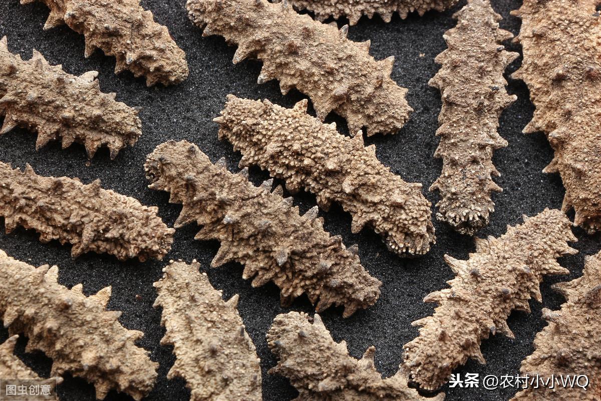 北方夏季养殖海参，探索与策略