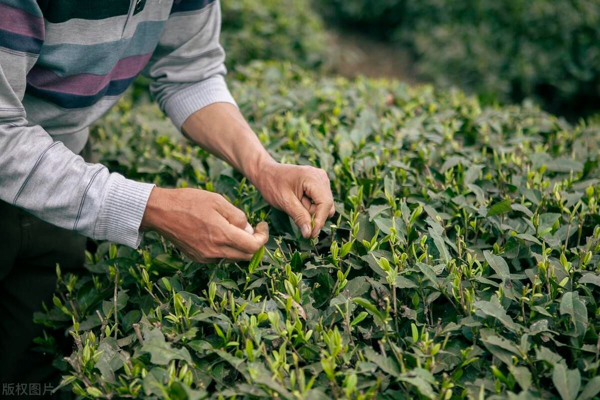 茶叶采摘手法，传统与现代的完美结合