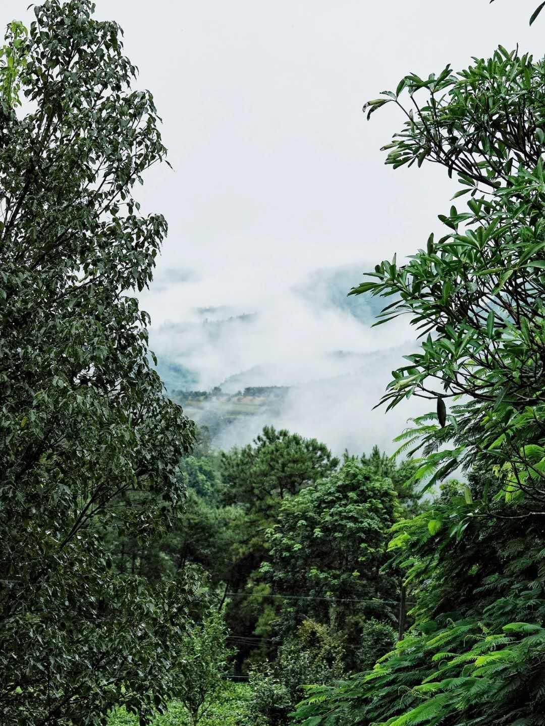 冲泡茶手法，艺术与文化的交融
