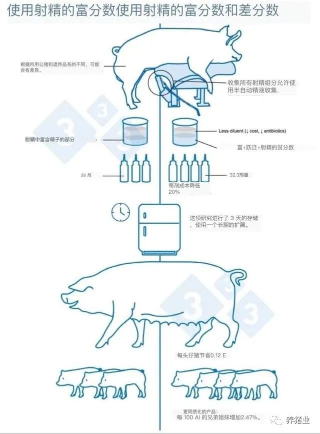 猪精子数量，对农业生物技术的重要性及其研究意义
