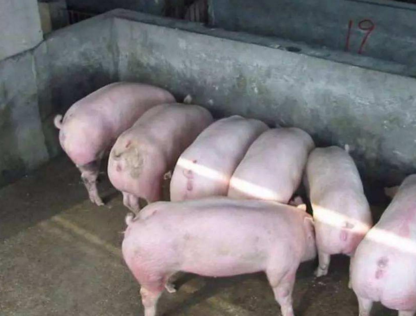 母猪预测产仔数量的方法与技巧