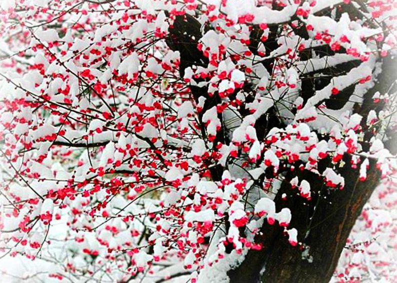 春雪小诗，诗意盎然的美妙世界