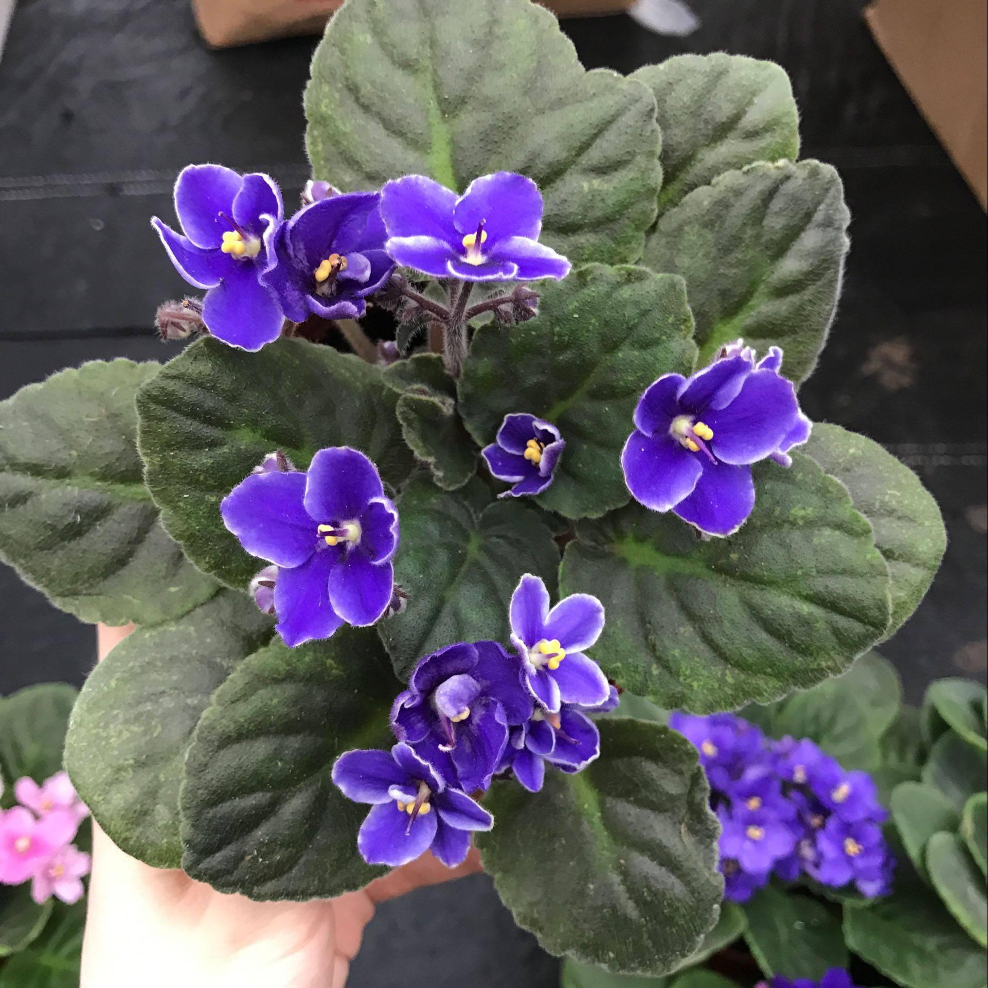 茶花落叶的原因分析