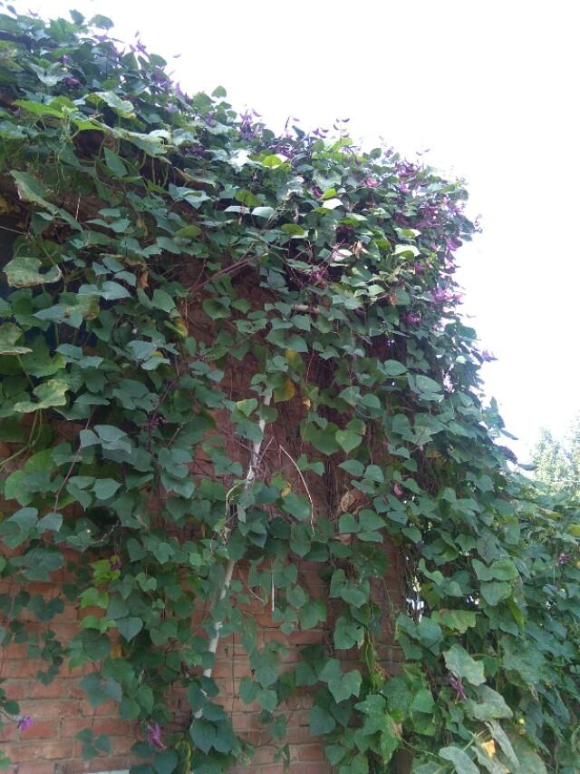 重阳节小诗，传统与现代交融的美好时光