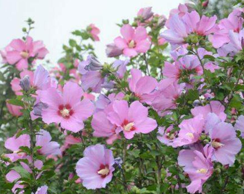 木槿花冬天落叶吗？——探究木槿花的季节性变化