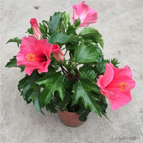 扶桑花叶子边缘干燥现象的研究与探讨