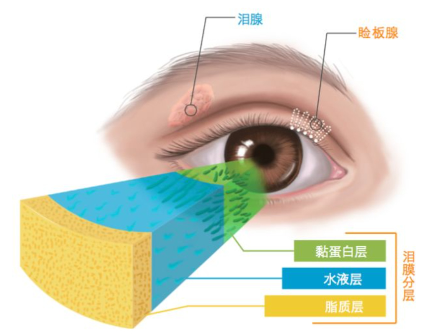 眼表上皮细胞，功能与保护的重要性