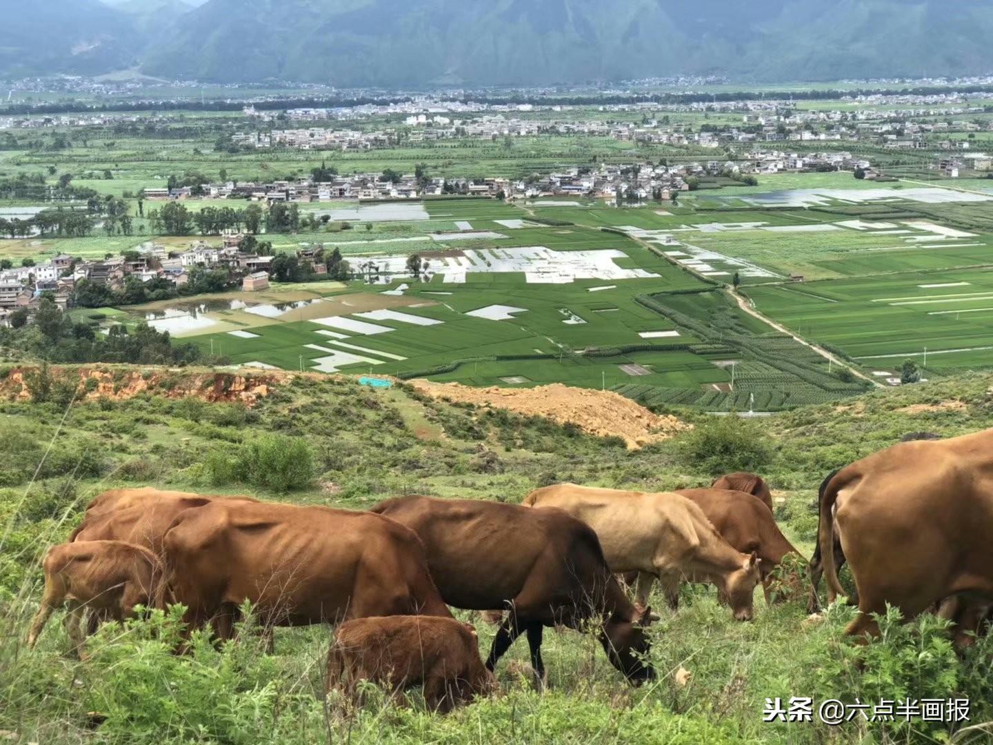 单车，颜值与性能的完美结合——爬坡轻松应对