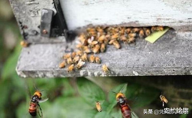 胡蜂最佳天敌的研究与探讨