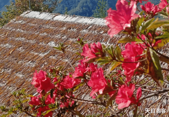 映山红落叶，自然之美的轮回与生命的启示