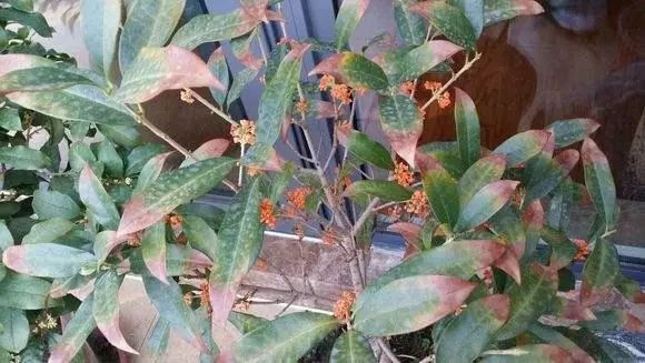 桂花叶子边缘干枯，原因解析与养护策略