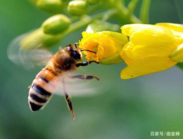 寻找蜜蜂的最佳时间，探索蜜蜂活动的节律与技巧