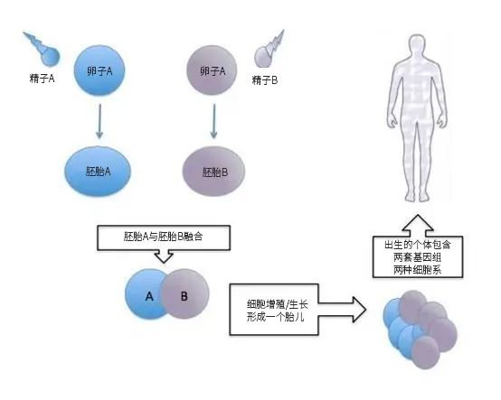 什么是异体干细胞移植