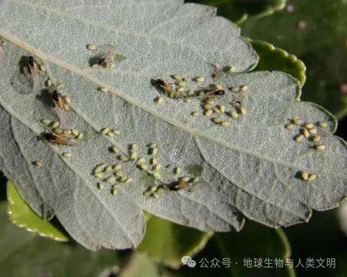 蜂幼虫的营养价值及其最佳食用方法