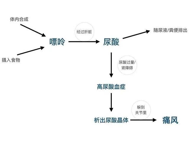 非布司他代谢，探究药物在人体内的转化过程