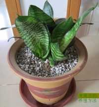 虎皮兰的种植方法与技巧