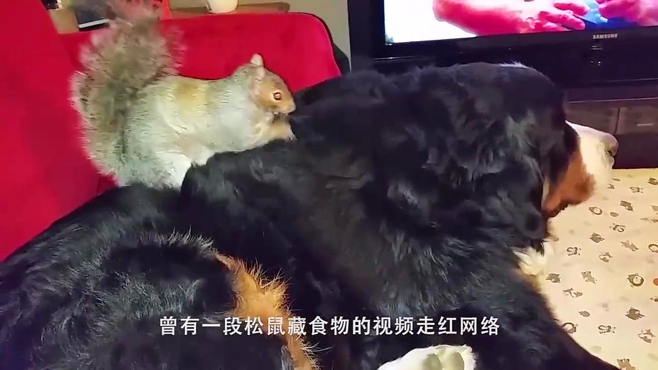 仓鼠吃东西，观察与探索