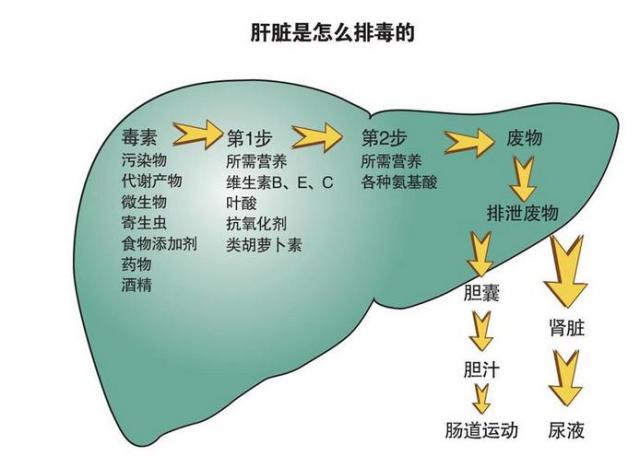 肝胆代谢慢怎么调理