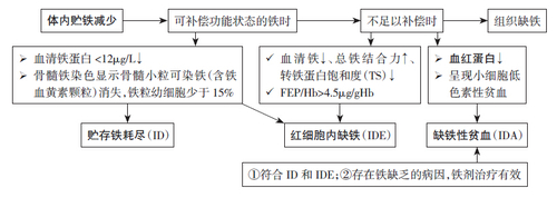 铁代谢异常的探究