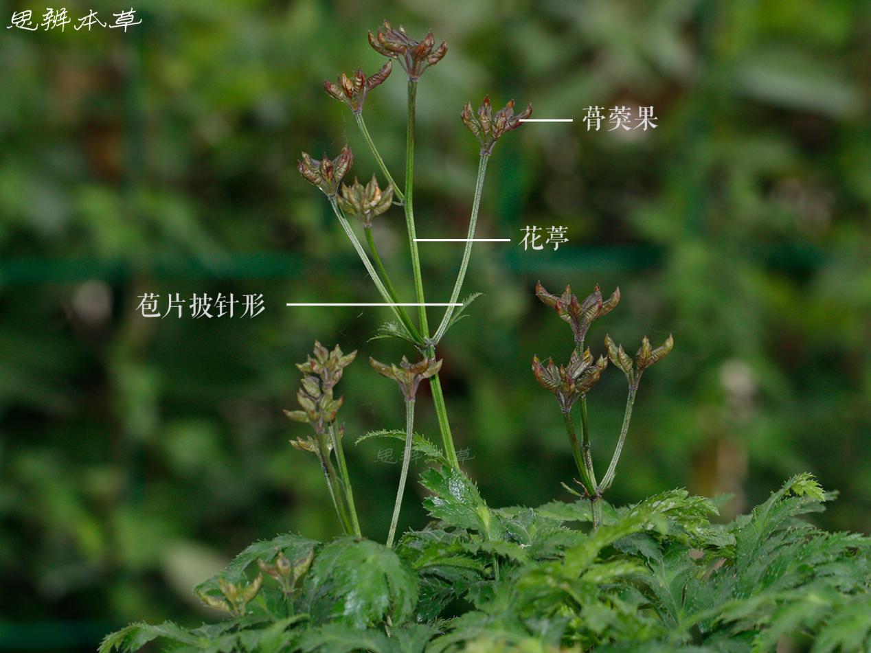 黄莲与黄连，一种药还是两种药的辨析