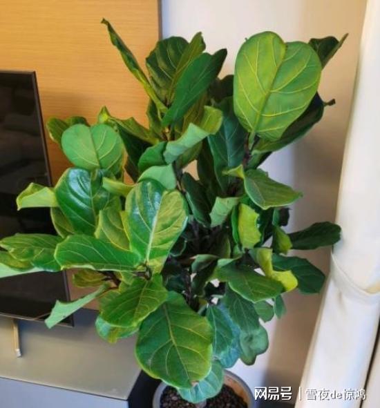 绣球花肥料的选择与应用