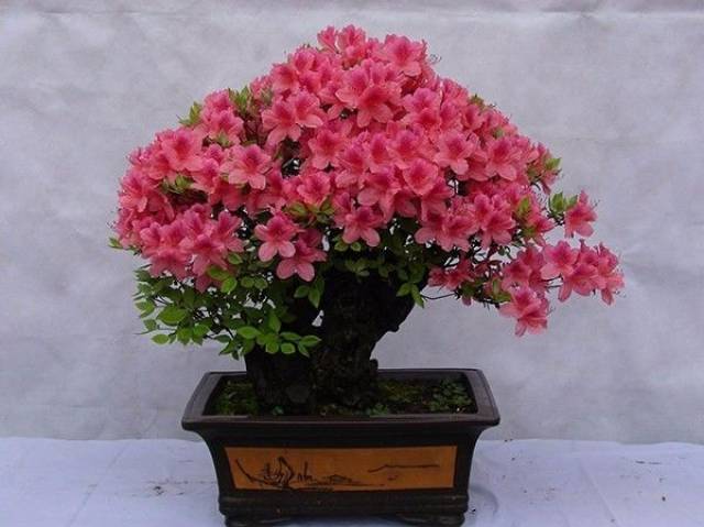 盆景花肥，滋养生命的艺术之美