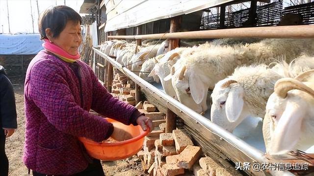 现在农村养什么赚钱？多元化养殖业的机遇与挑战