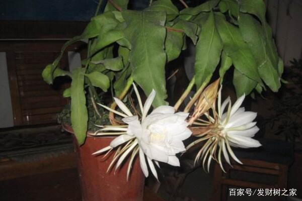 昙花肥料，滋养美丽的秘密武器