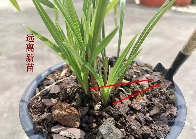求兰花肥，探寻最佳肥料配方与养护技巧