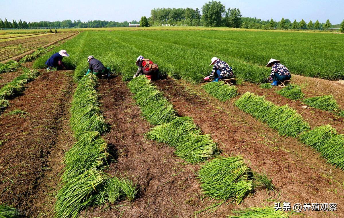 农村种植致富之路，探寻挣钱的新机遇