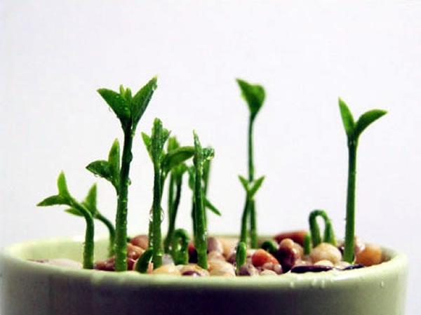 豆腐渣与花肥，一种奇妙的结合