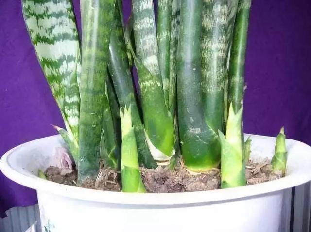 虎皮兰与兰花肥料，一场奇妙的结合