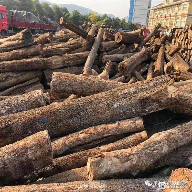 河南枣木木材市场，繁荣与发展