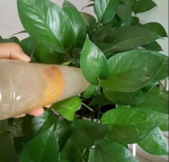 橘子皮发酵，一种环保花肥的制作与应用