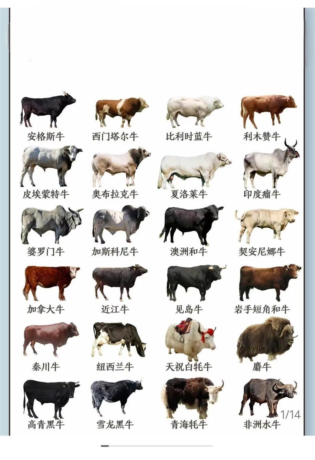 世界上有多少牛种类，探索牛的多样性与分布