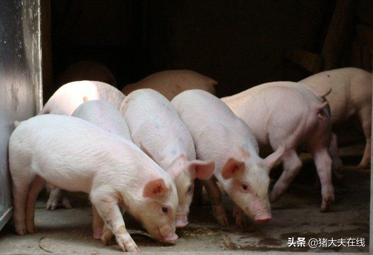 猪瘟疫苗的种类及其应用