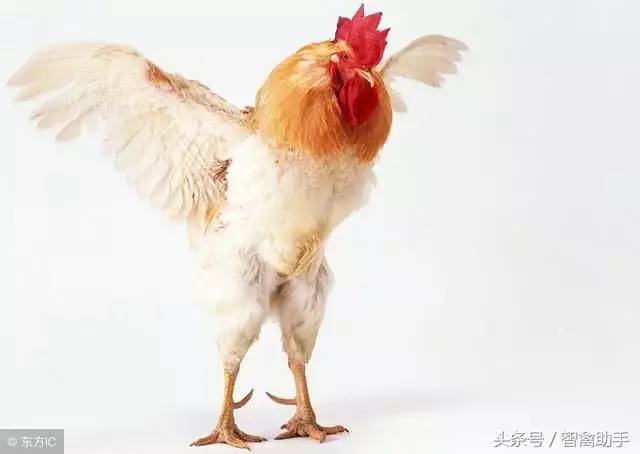 福建鸡的种类图片大全，丰富多样的家禽文化