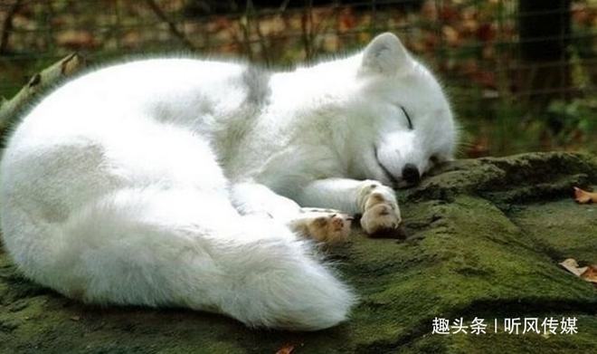 狐貂的种类与特征，一种神秘而独特的生物解析