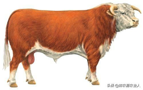 牛的种类及其特点