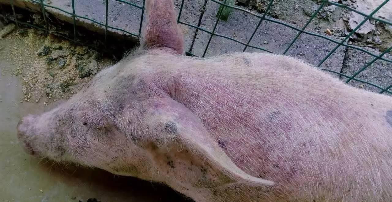 猪常用抗病毒药种类及其重要性