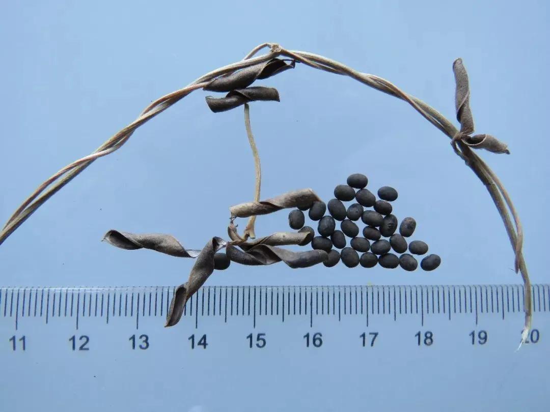 牲畜的种类，多样性与特点