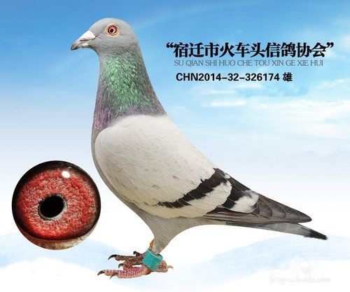 鸽子的畜禽种类代码表及其应用