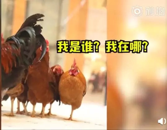 凤鸡的种类及其特点，深入了解鸡种类中的特殊一员
