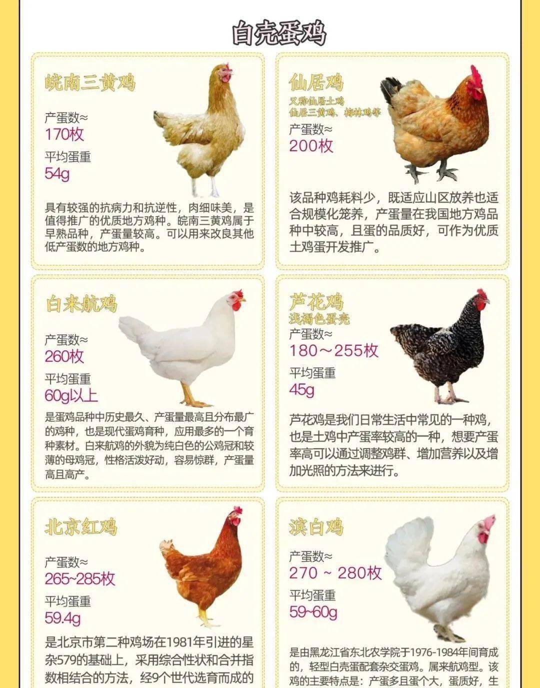 蛋鸡种类及其特点