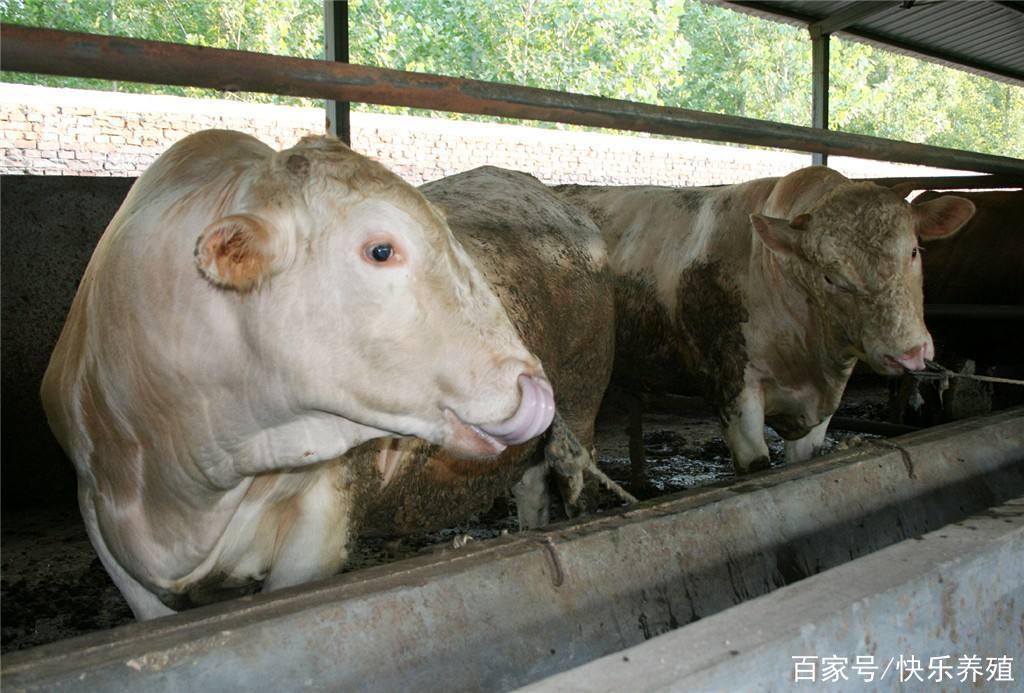 牛病的种类及其防治策略