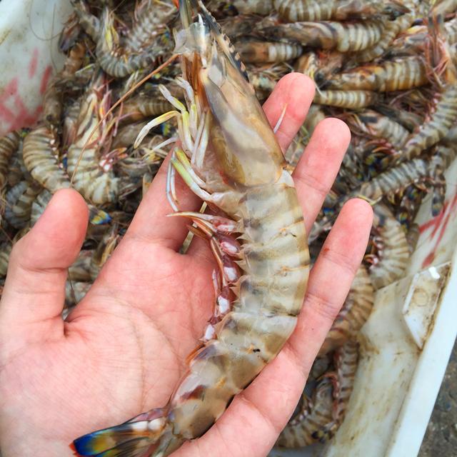 大棚虾与露天虾的区别，养殖模式、生长环境与特点分析