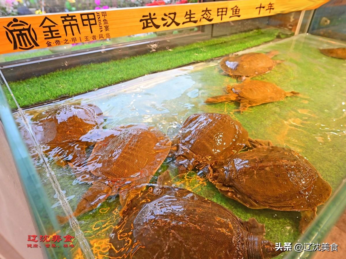 大棚黄鳝提早放种技术研究与应用