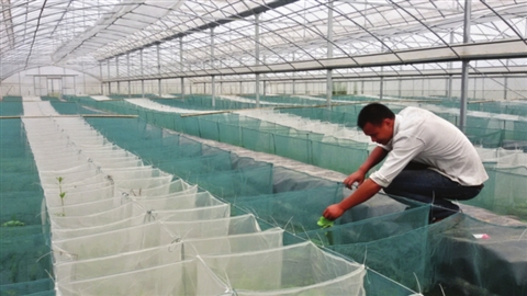 大棚工厂化养殖黄鳝技术